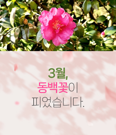 3월, 동백꽃이 피었습니다.